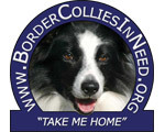 Border Collies in Need