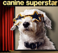 Canine Superstar