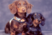 April @ Dachshund Delights